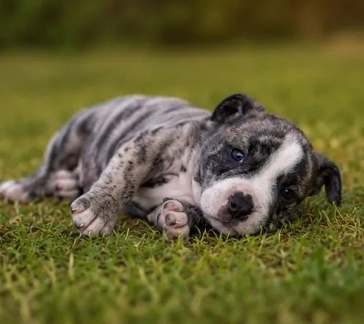 American bully 