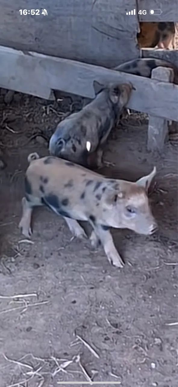 porco 
