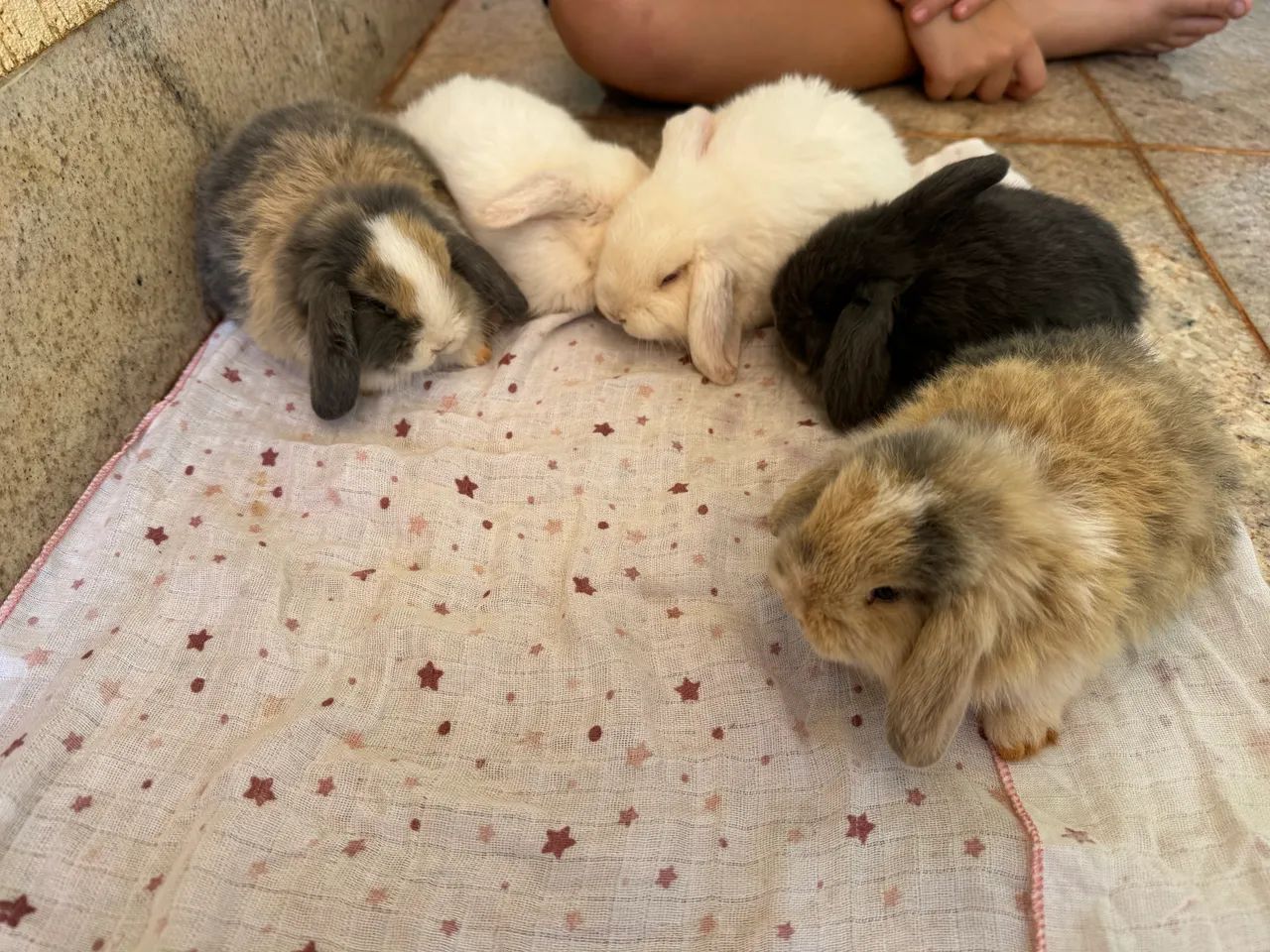 Coelho mini lop - Foto 4
