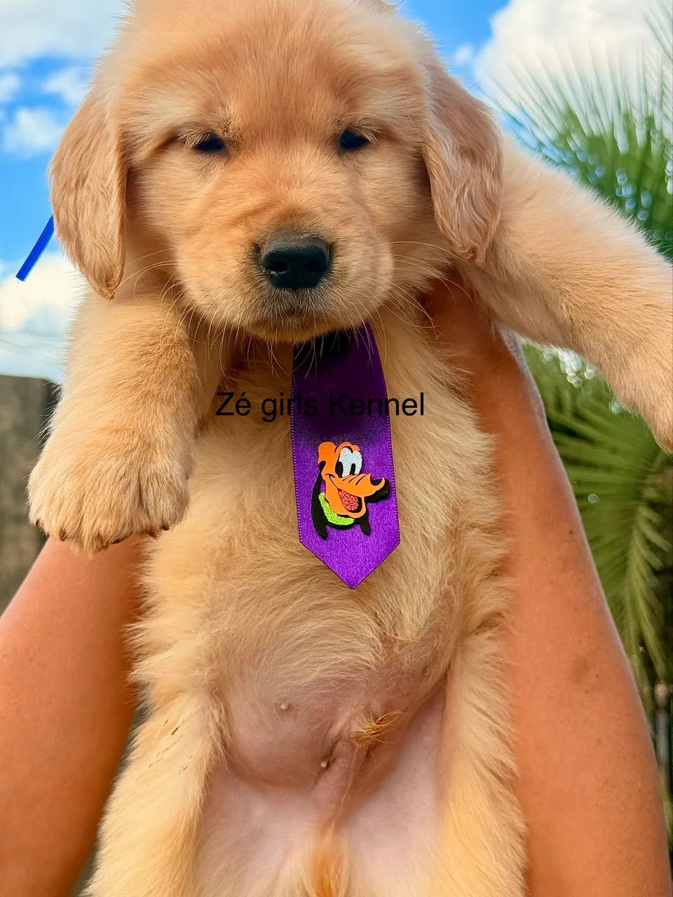 Golden Retriever  - Foto 2