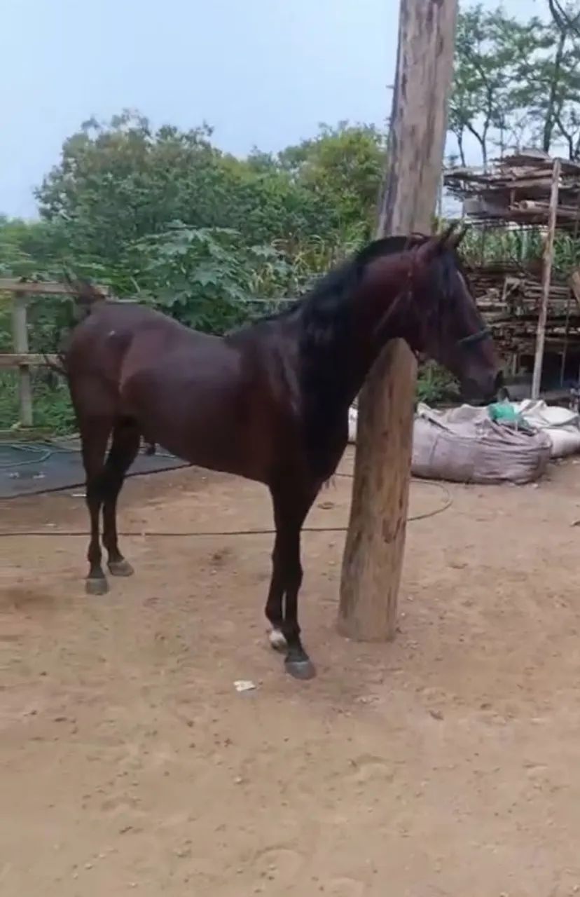 Vendo ou troco  - Foto 2