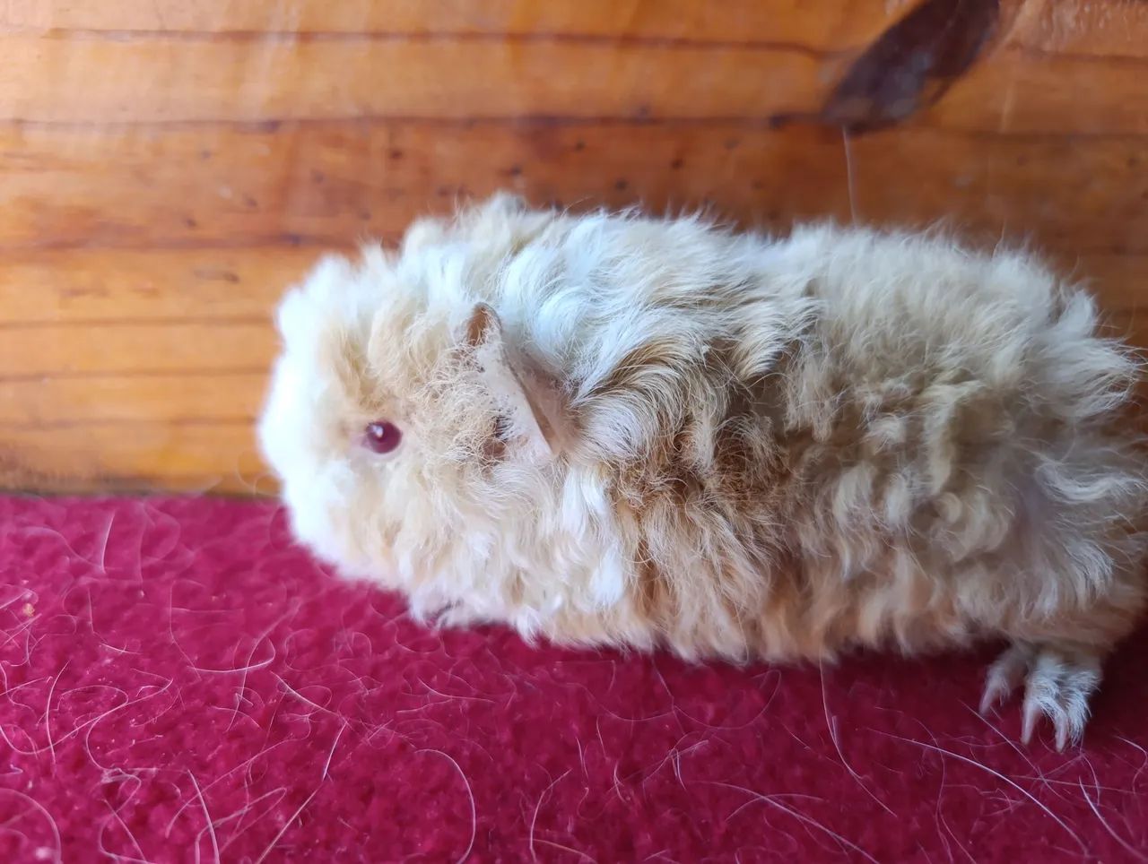 Porquinhos da Índia! - Foto 6