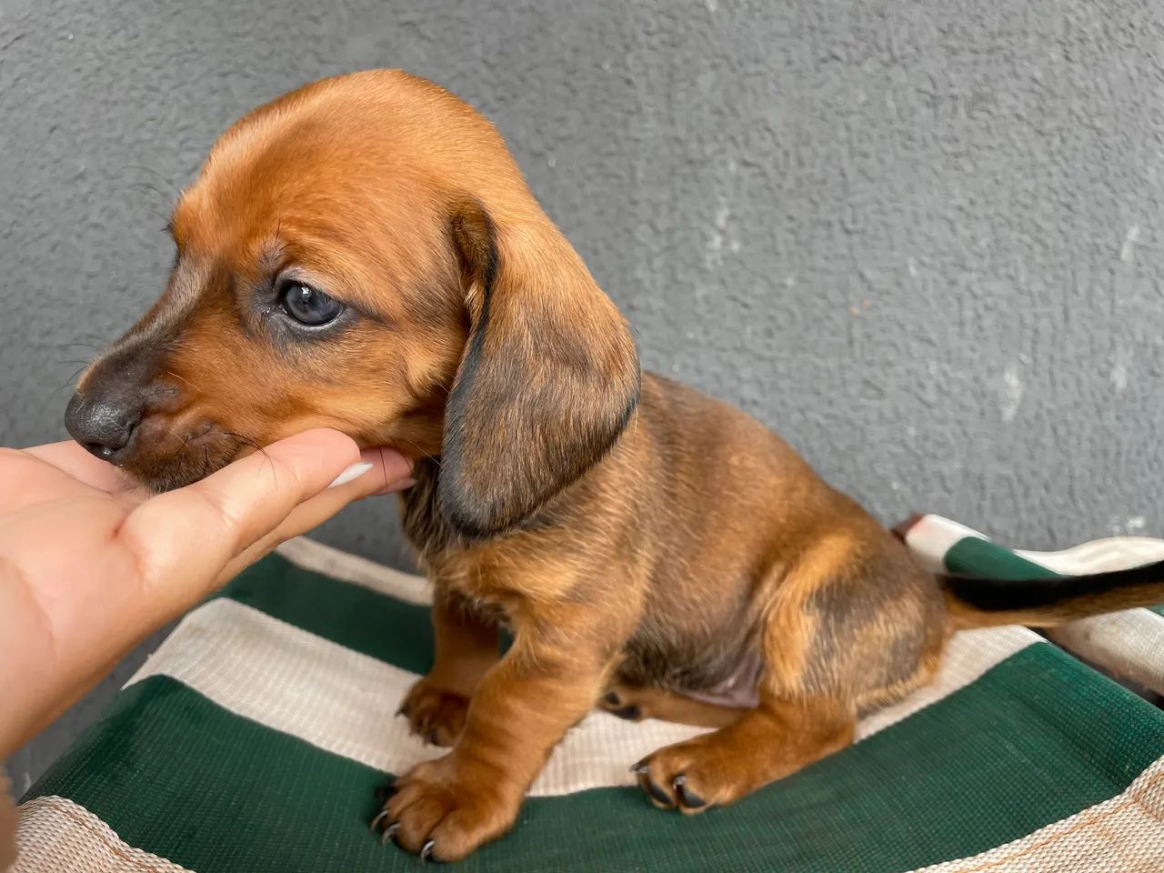 dachshund /salsicha /cofap - Foto 2