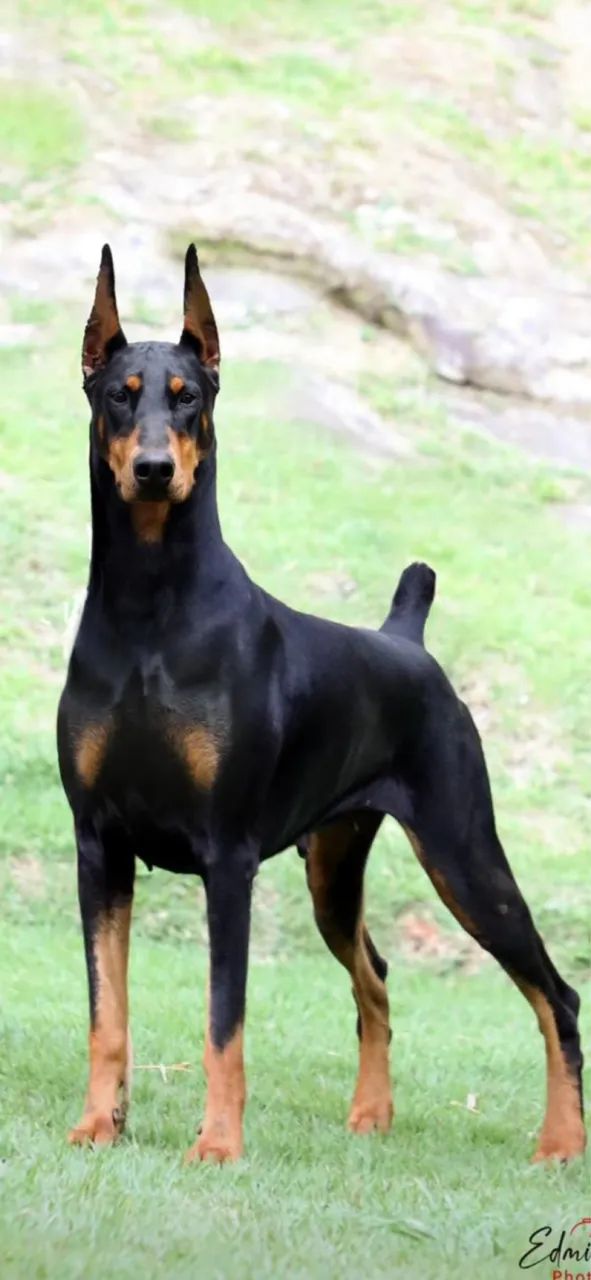 Dobermam macho  - Foto 2