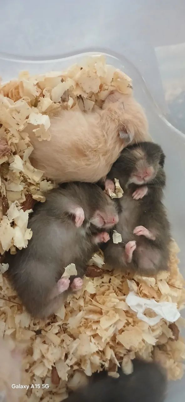 Hamster Sírio Angorá  - Foto 3