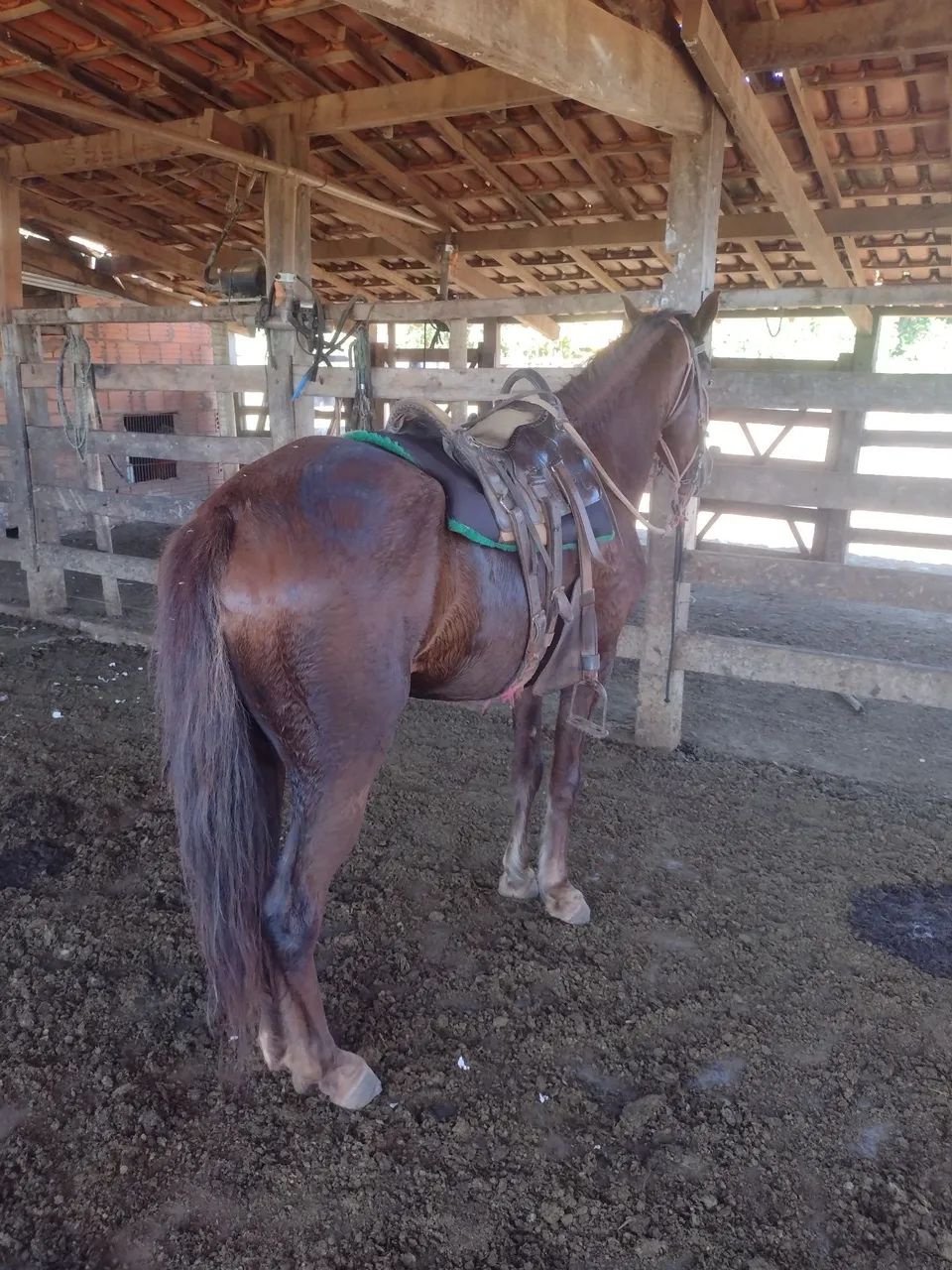 Cavalo  - Foto 4