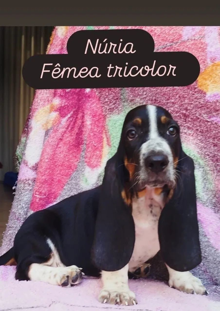 Basset Hound  - Foto 2