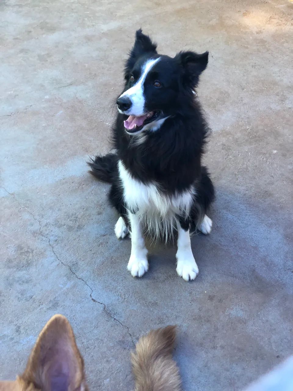 Border Collie macho - Foto 4