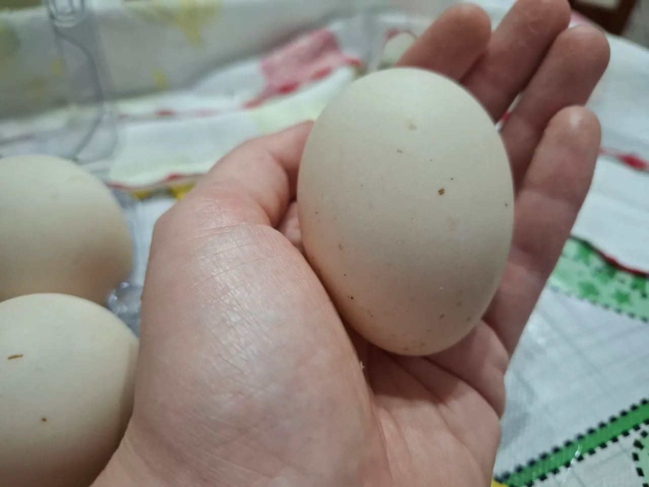 Ovos de pata - Foto 2