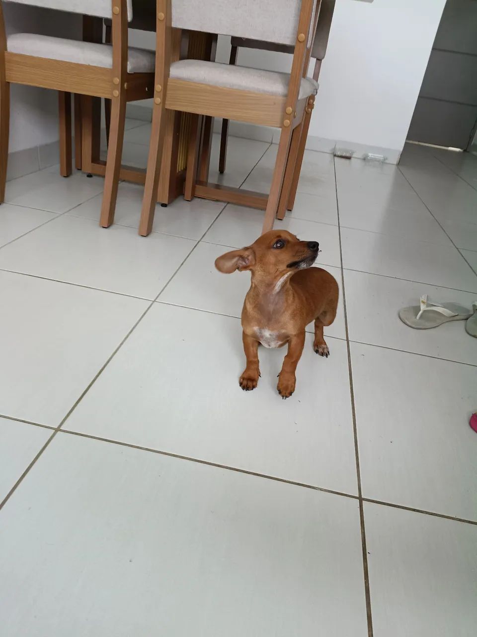 PINSCHER MACHO  - Foto 3