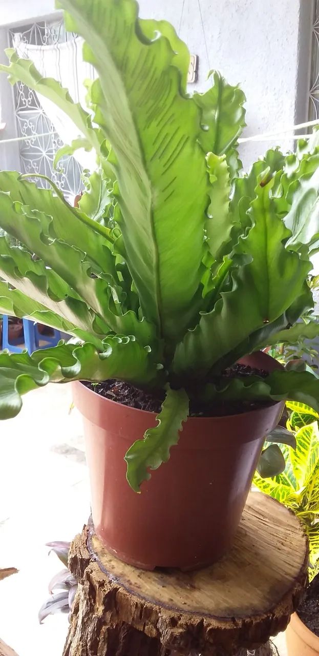Asplenium (Asplenium nidus) - Foto 2