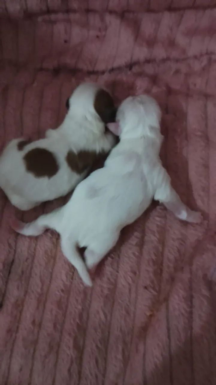 Cachorro shitus 