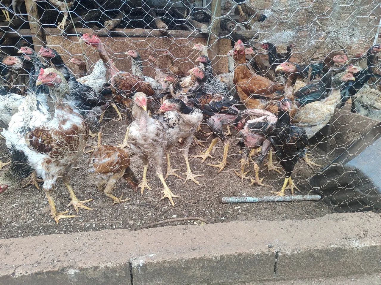 Frangos caipira puro - Foto 4