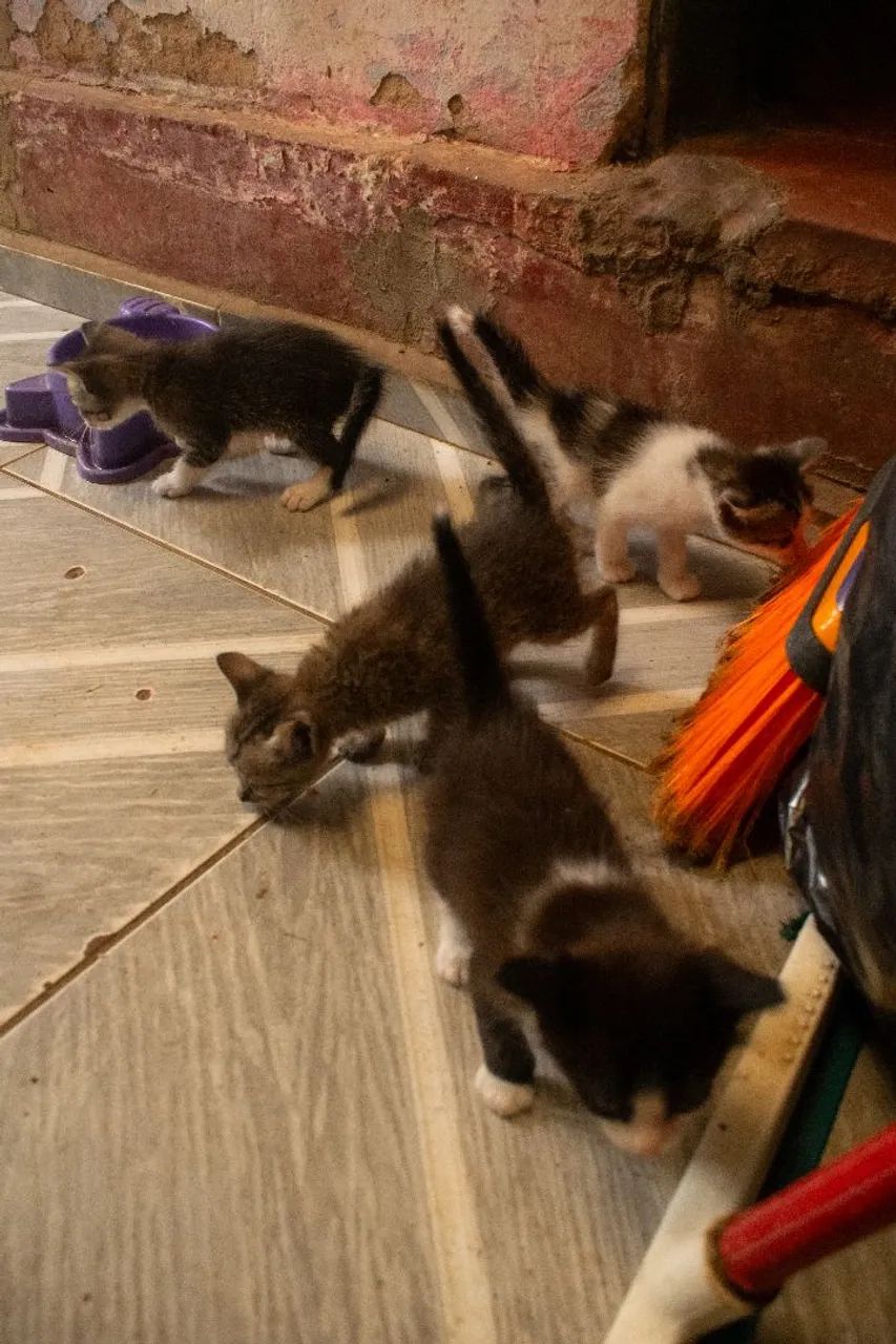 Gatinhos para Doação (Franca SP) - Foto 2