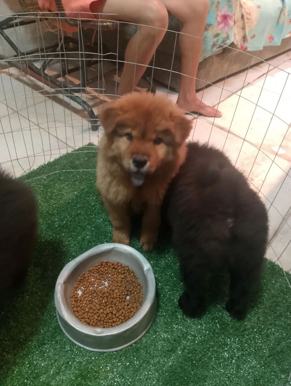 Chow Chow ? - Foto 4