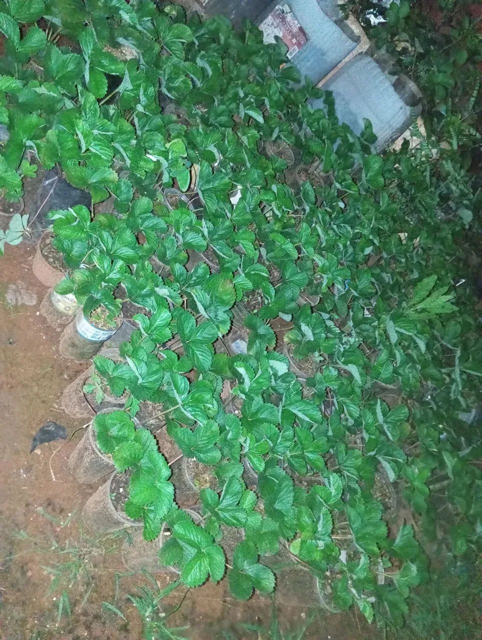 Vendas de mudas de morango , mudas de pêssego.... - Foto 3