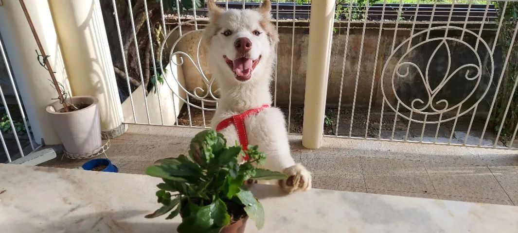 Cachorro - Foto 4