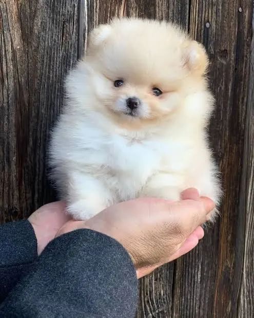 Filhotes de Lulu da Pomerania Spitz Alemão - Foto 4