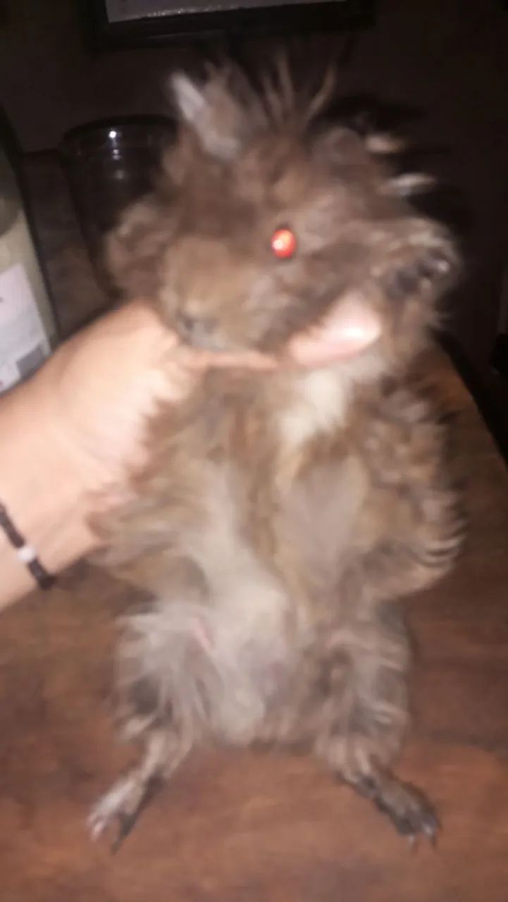 Porquinho da índia macho  - Foto 4