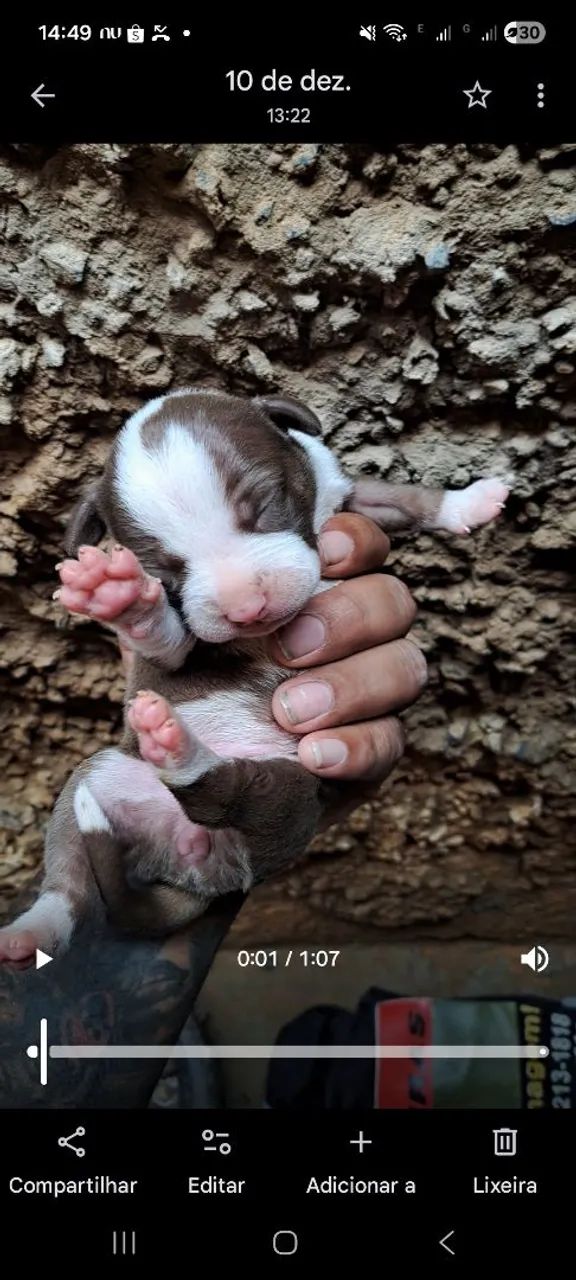 Filhote Pitbull  - Foto 3