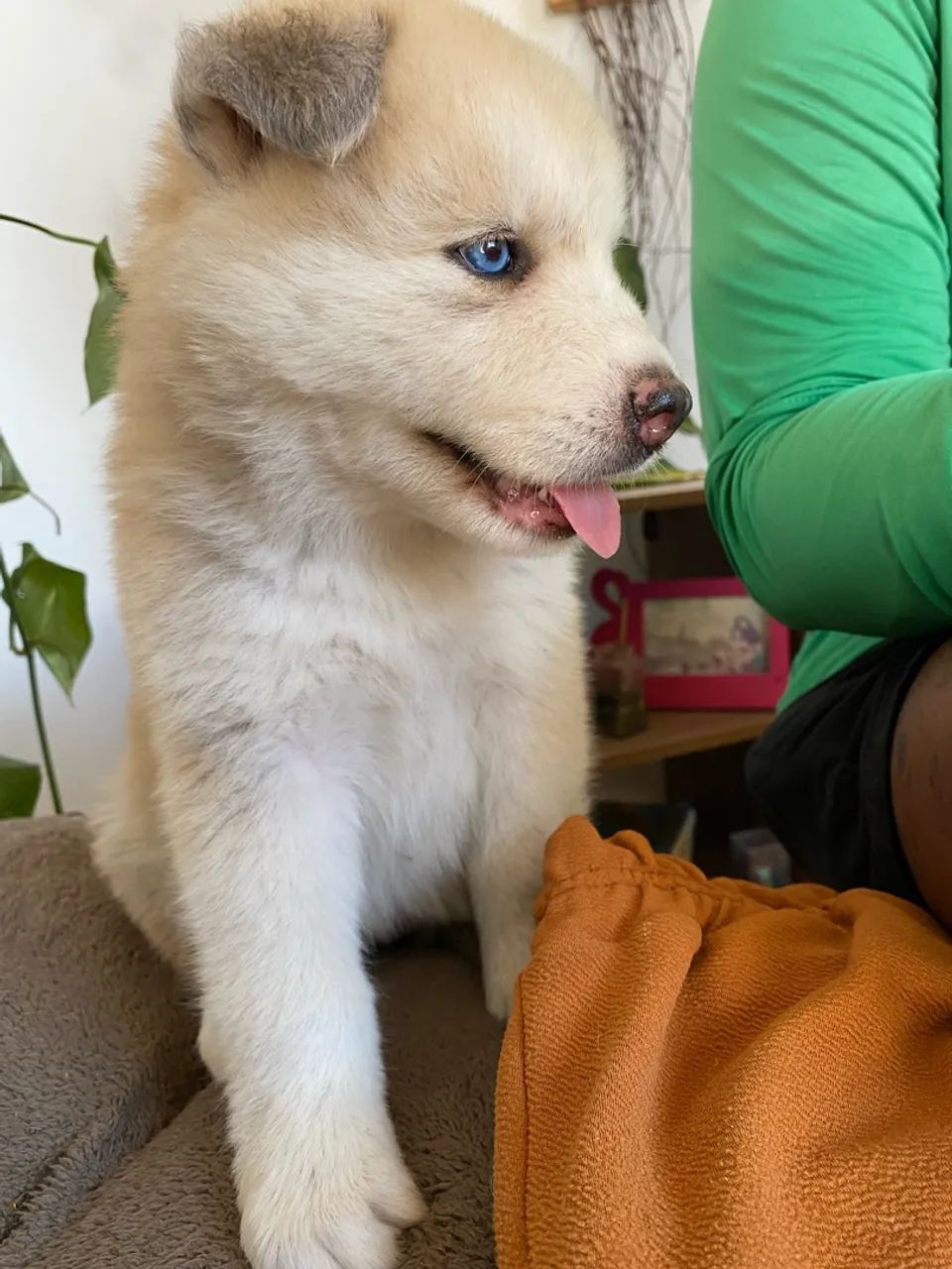 Husky fêmeas  - Foto 2