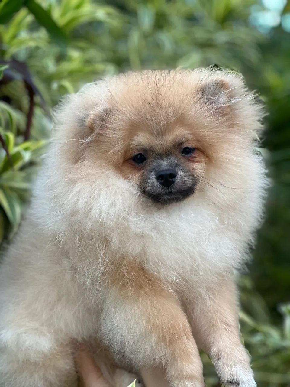 Spitz alemão com 4 vacinas  - Foto 3