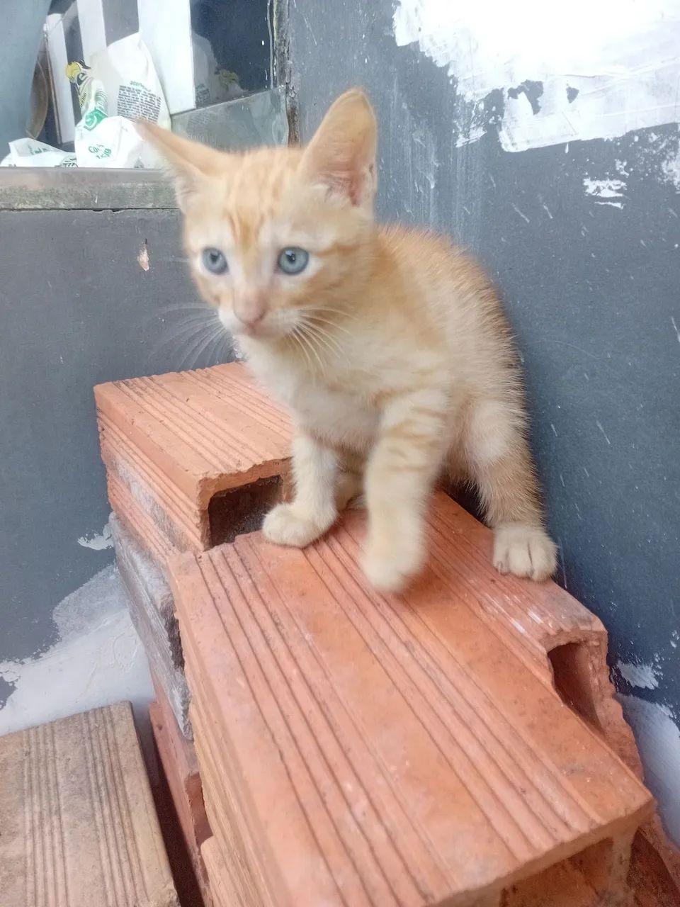 Doação de Gatos  - Foto 3