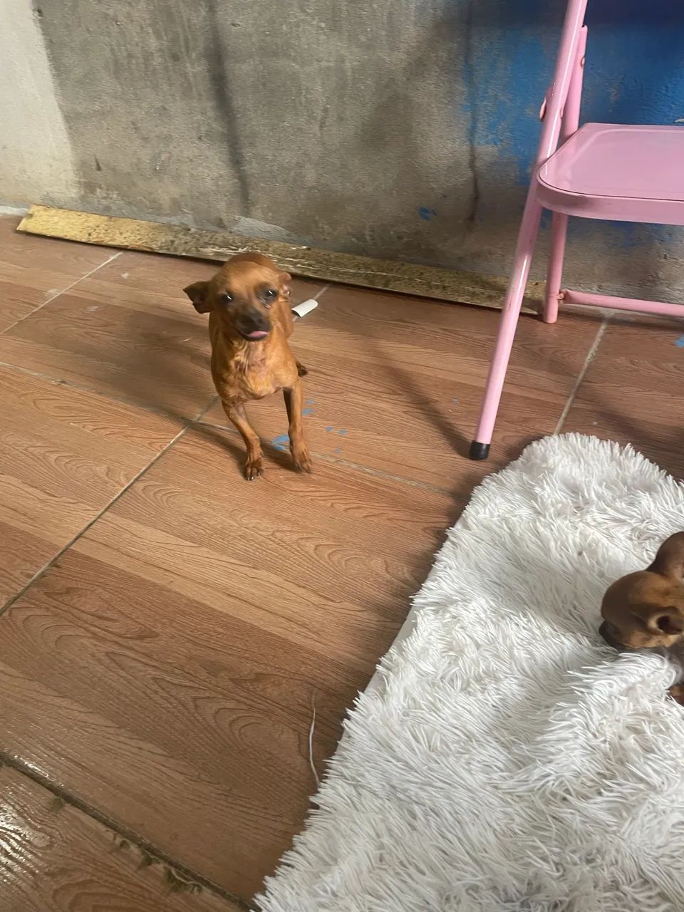 Namorada pro kiko - Foto 3