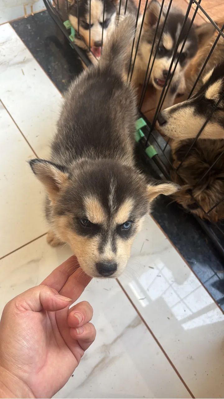 Lindos filhotes de Husky Siberiano  - Foto 5