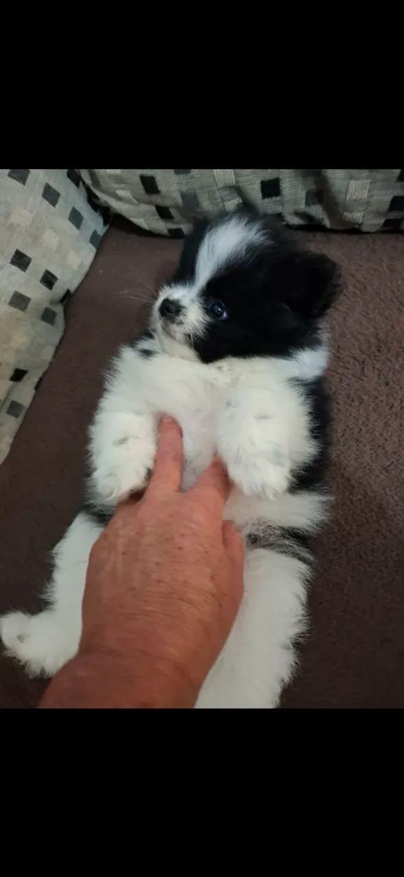 Lindo machinho spitz alemão 