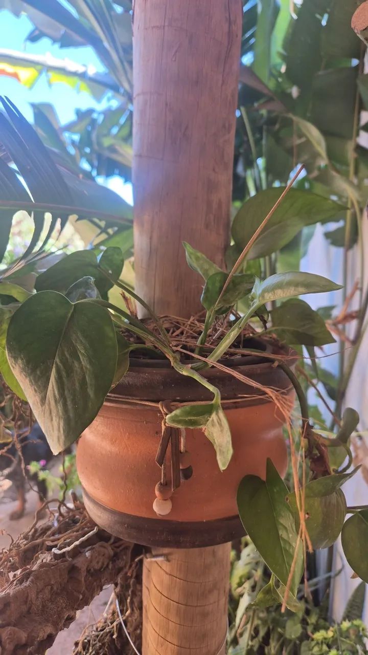 Vendo terreno de chácara - Foto 2