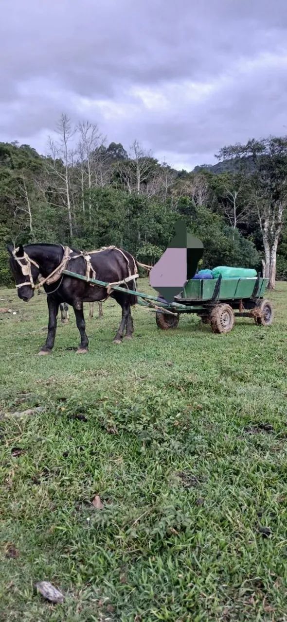Egua Pecheron - Foto 2