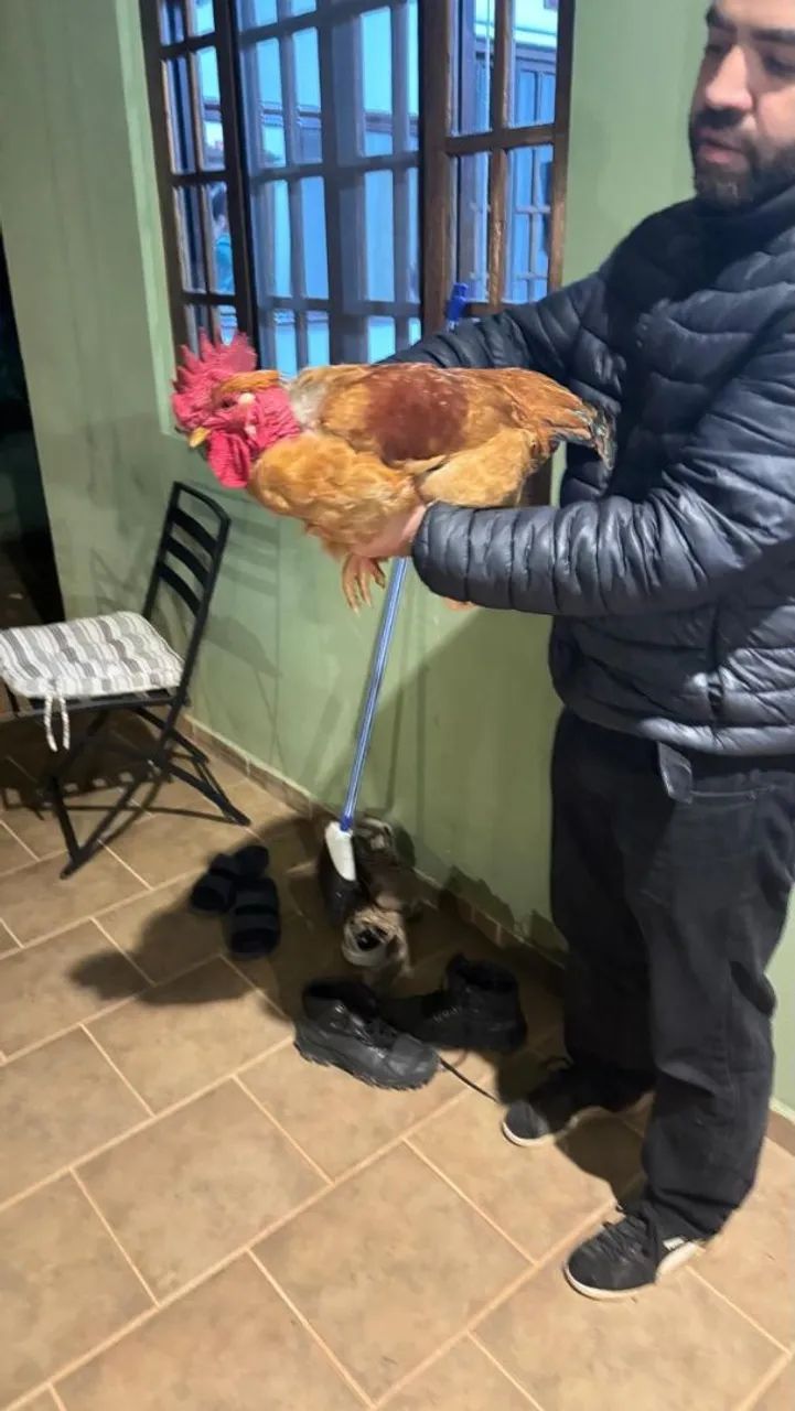 Frango Pescoço Pelado Pesadão - Foto 2