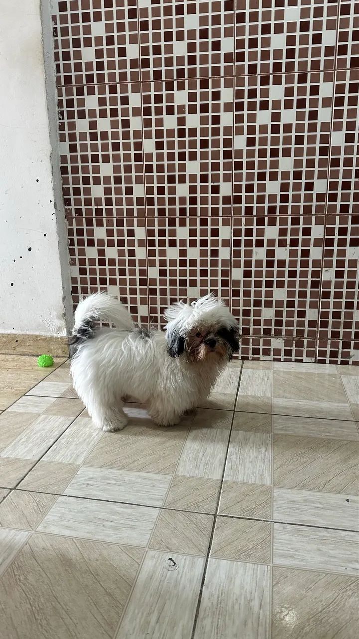 Cachorro da raça Shith zuh macho  - Foto 4