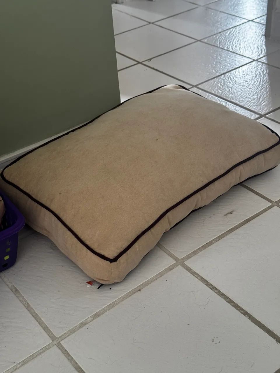 Caminha Pet (não usada)