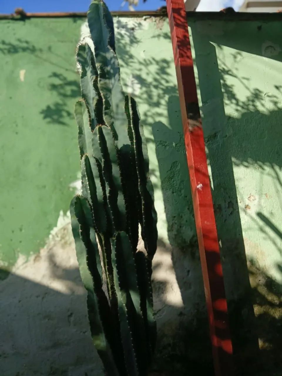 Mudas de cacto cereus - Foto 4