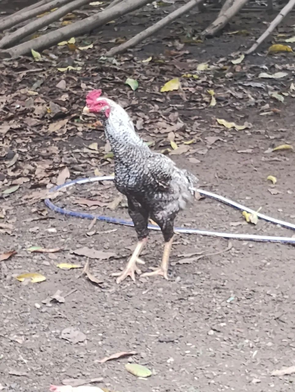 Galos caipiras  - Foto 2