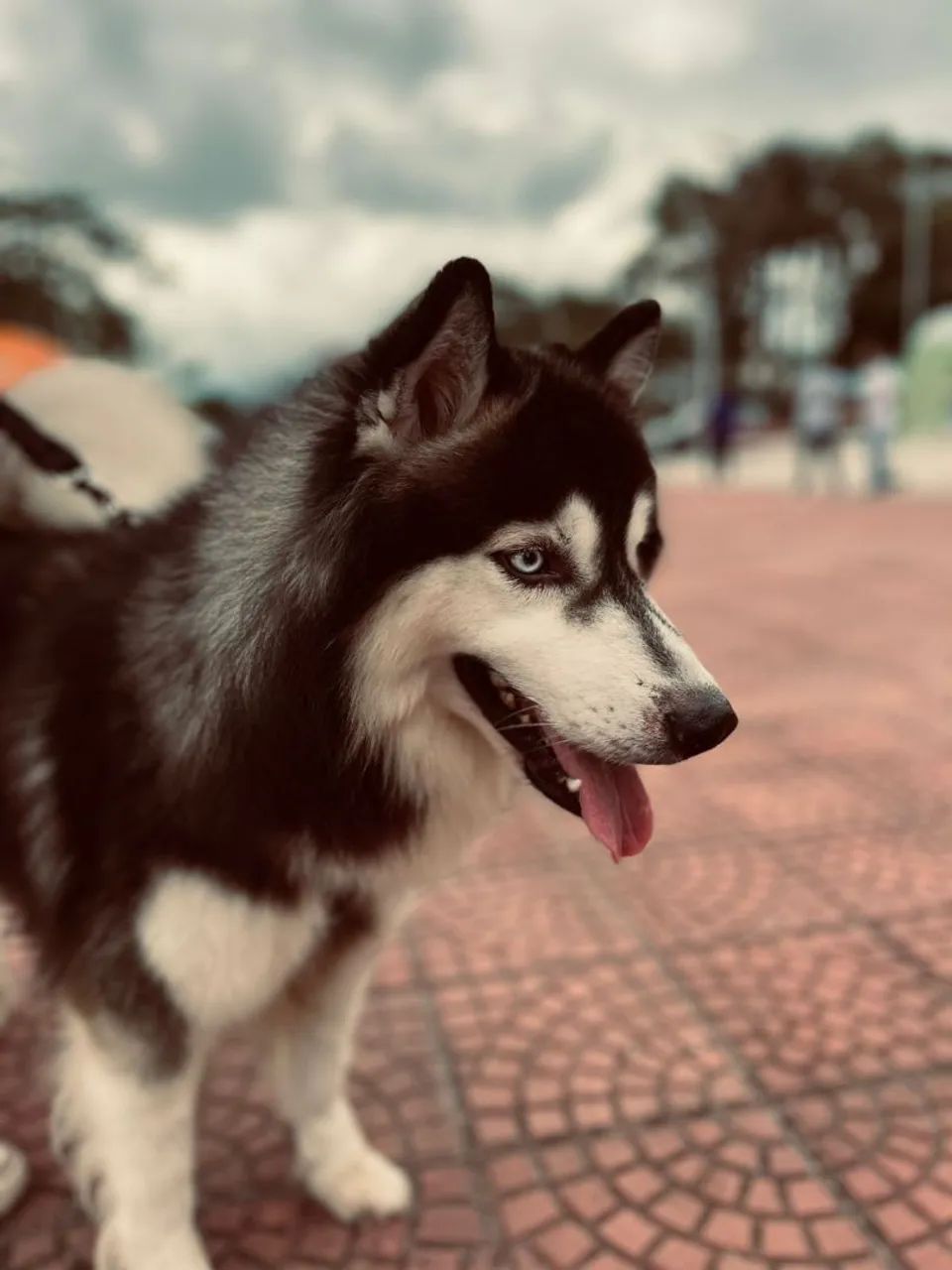 Doa-se Husky - Foto 2