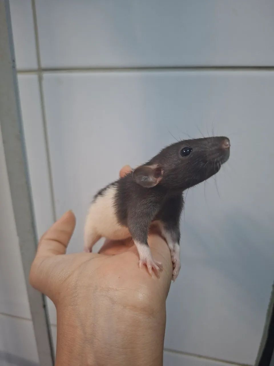 Ratos twisters - Foto 2