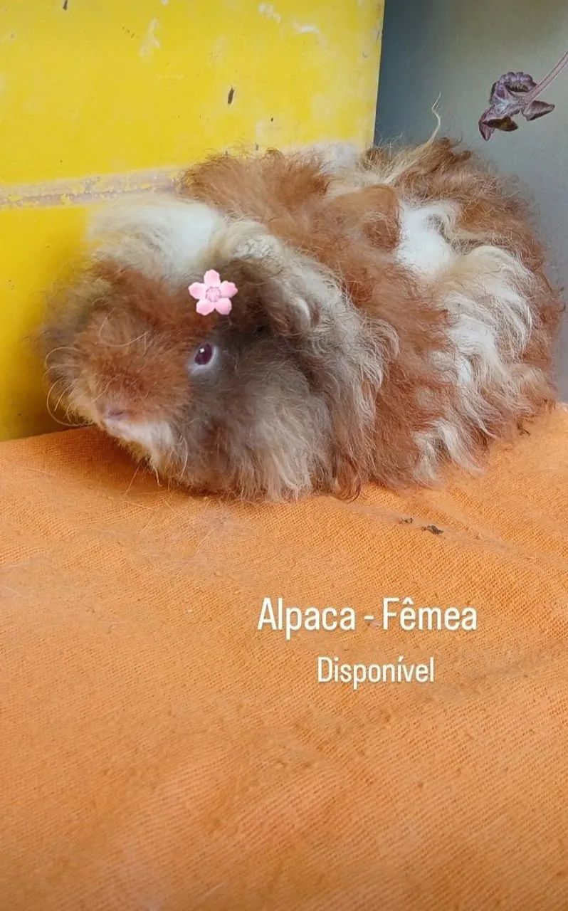 Porquinhos da india PERUNOS e ALPACAS - Foto 3