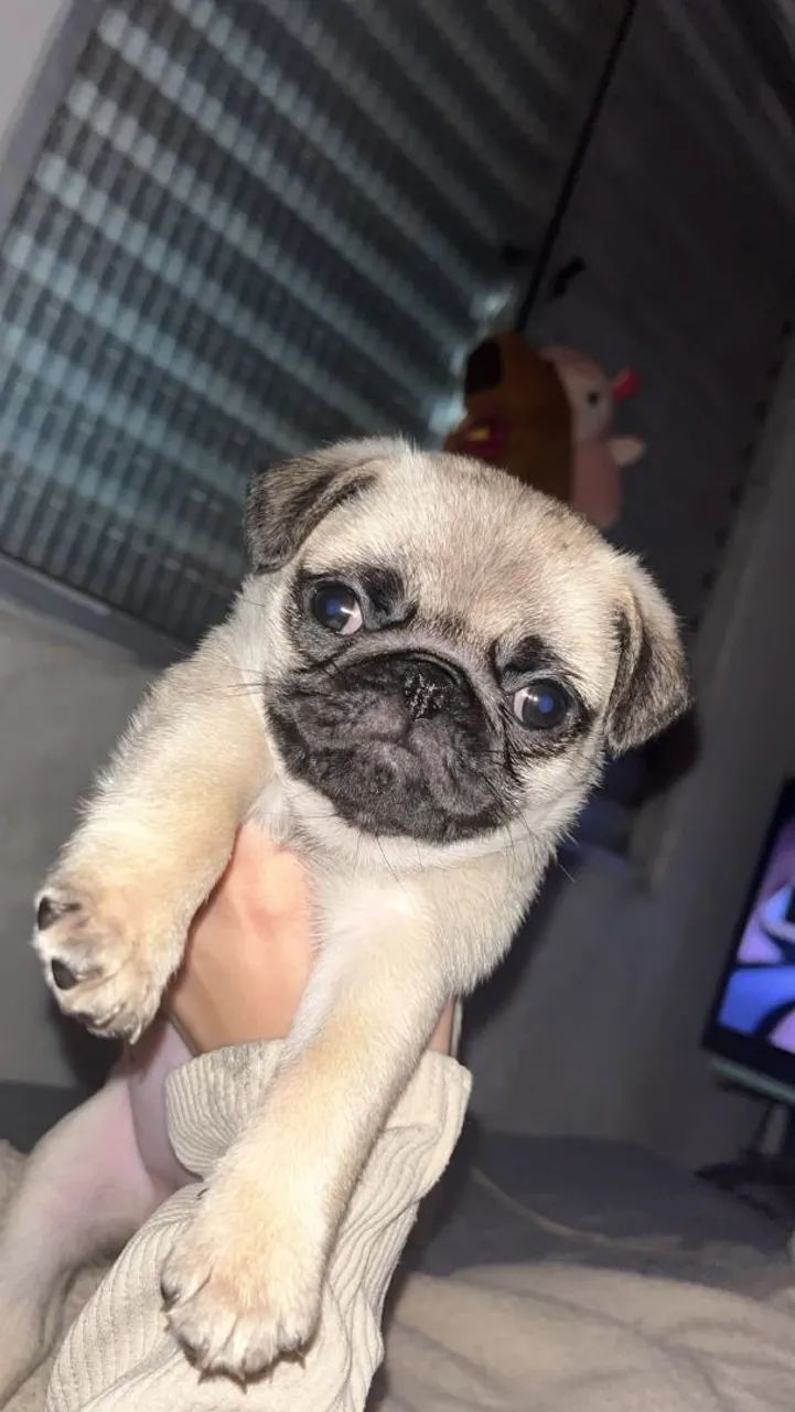 Pug fêmea 