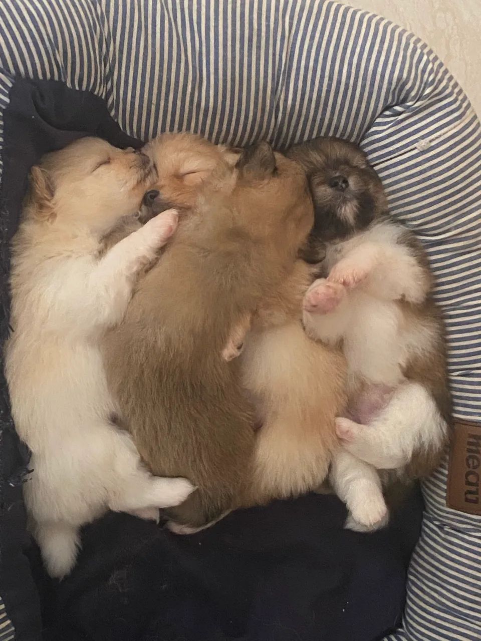 Lulus da Pomerania  - Foto 3