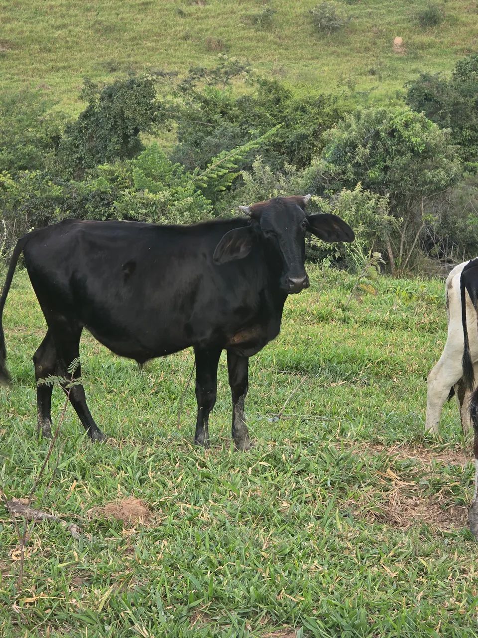 Vendo 4 bezerro e faço rolo 