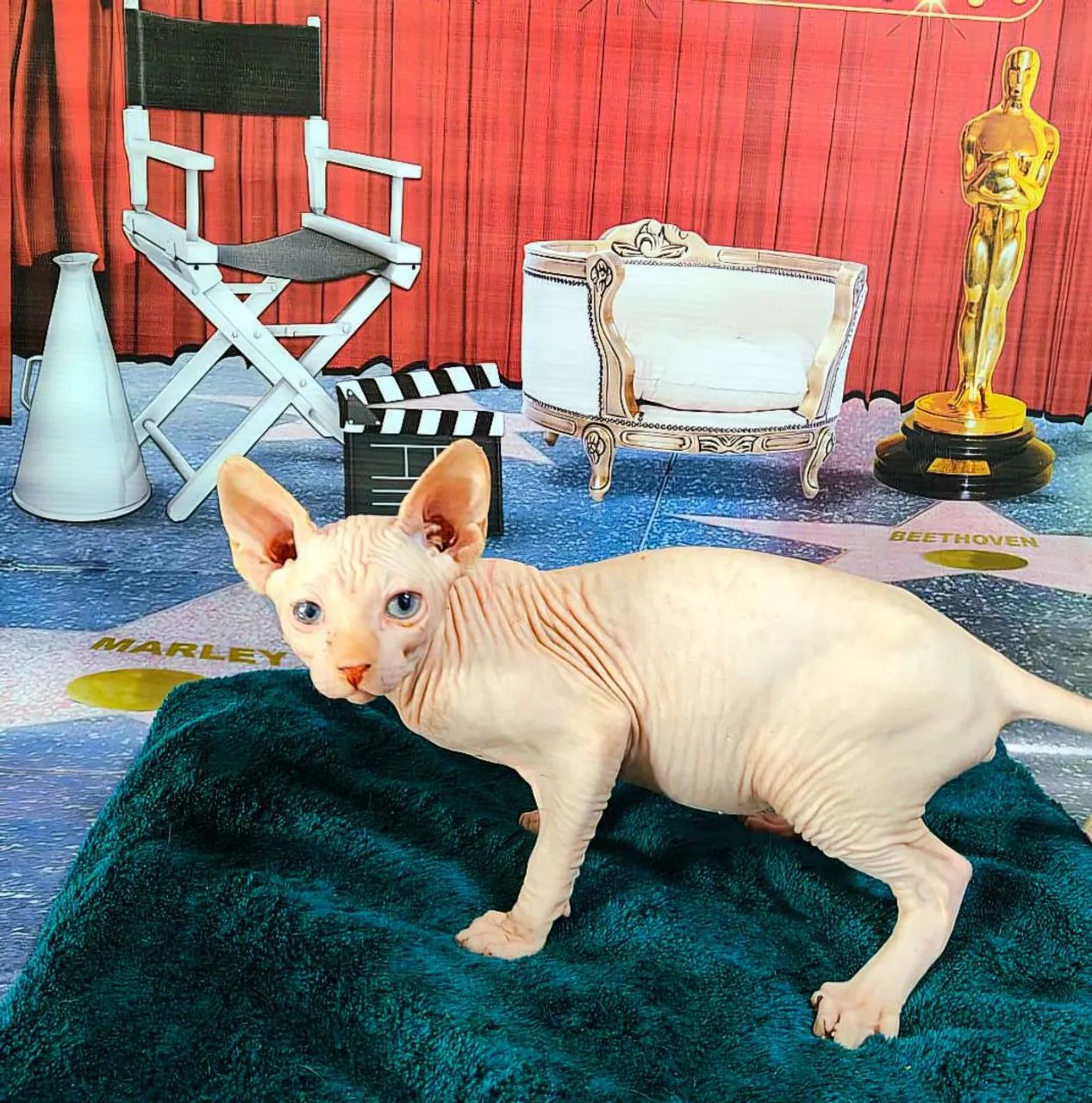 Sphynx macho branco lindo - Foto 2