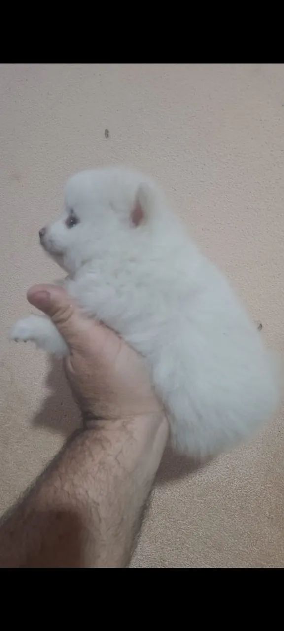 Lulu machinhos  - Foto 3
