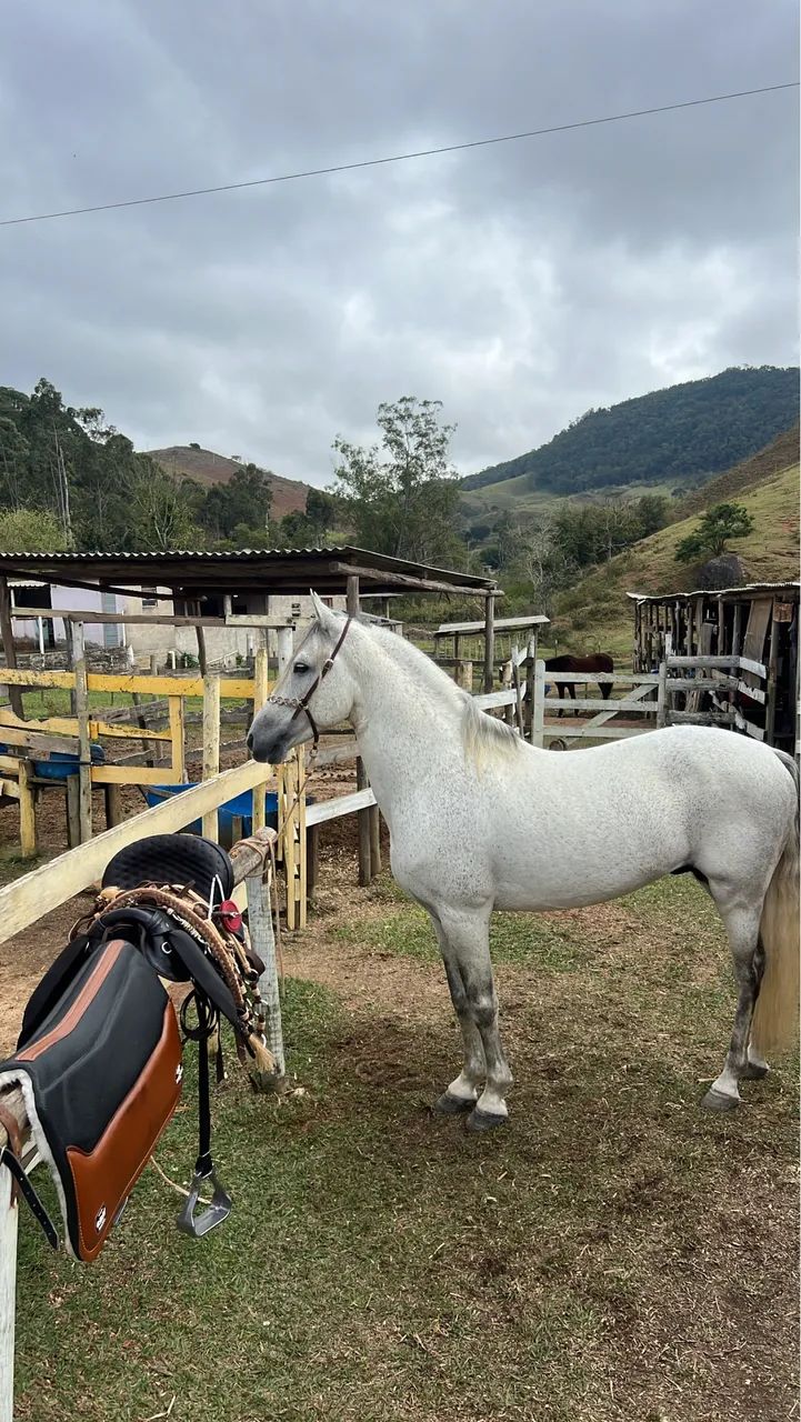 Cavalo Mangalarga Marchador 