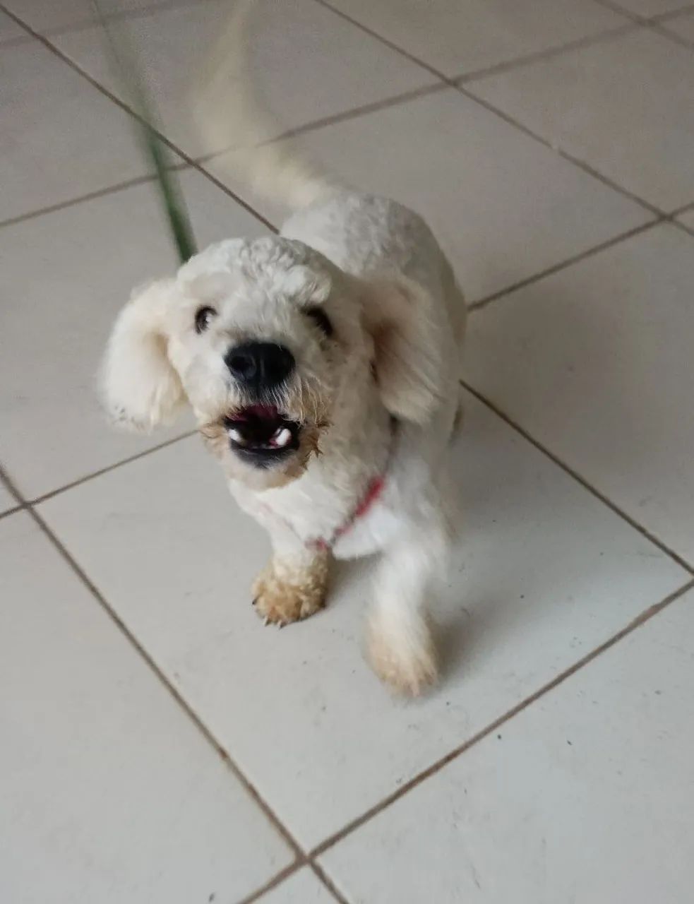 Poodle 