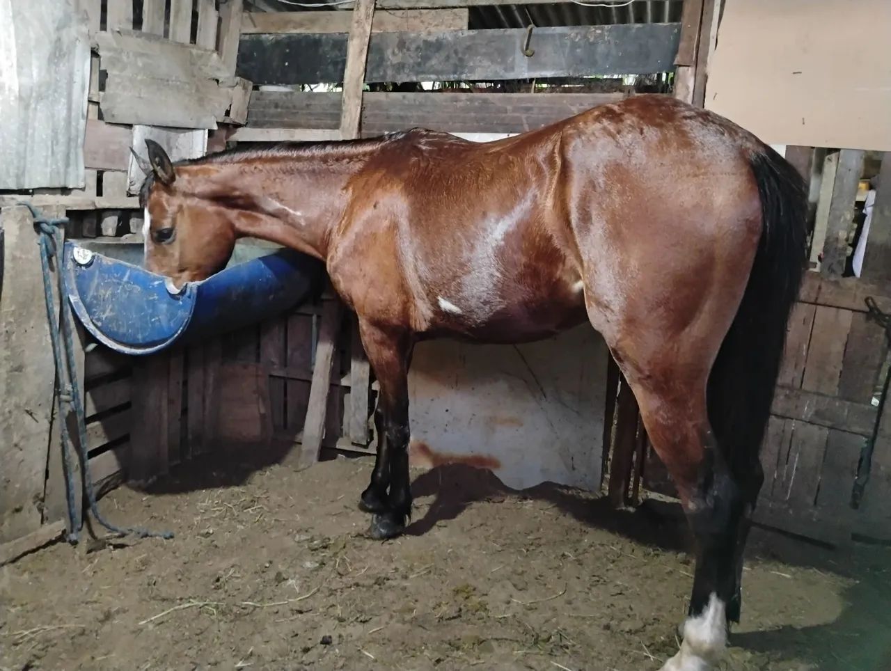 Vendo potro pent horse  - Foto 3