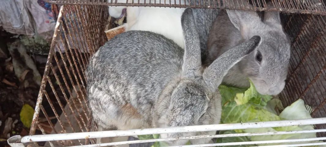 Coelhos da Raça Rex adultos - Foto 6