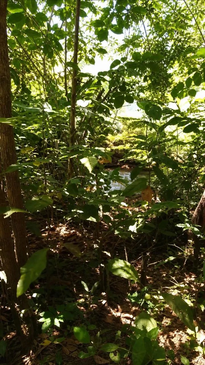 Chácara a venda, 16km de Taquaruçu, 6 alqueires  - Foto 2